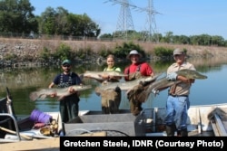 Illinois' Powerton Lake was stocked with alligator gar in 2011, to re-establish a population and offer a challenge to sport fishermen.