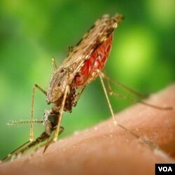 Nyamuk penyebar malaria.