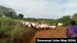 Les boeufs de la discorde en train de paître, non loin des champs, au Cameroun, le 15 septembre 2017. (VOA/Emmanuel Jules Ntap)