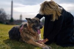 U.S. First Lady Jill Biden pets one of the family dogs, Champ, after his arrival from Delaware at the White House in Washington, U.S. January 24, 2021. (Adam Schultz/White House/Handout via REUTERS)