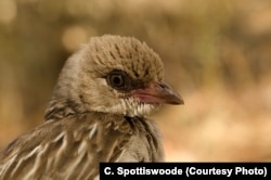 A female honeyguide