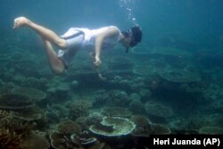 An environmental activist examines coral reefs off Aceh Besar, Aceh province, Indonesia. Coral that survived the 2004 tsunami is now dying at one of the fastest rates ever recorded because of an intense rise in water temperatures.