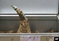 FILE - A confiscated rhino horn is placed in a container before being destroyed in Hanoi, Vietnam, Nov. 12, 2016. Vietnamese authorities destroyed more than 2 tons of confiscated elephant ivory and rhino horns.