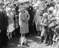 First Lady Grace Coolidge in 1926 with Rebecca, the raccoon that became a pet rather than Thanksgiving dinner at the White House. (Library of Congress)