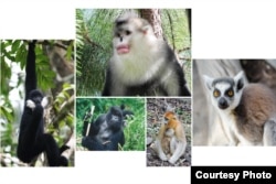 Primates at risk,Endangered nonhuman primates include, clockwise from top center, the black and white snub-nosed monkey, the ring-tailed lemur, the golden snub-nosed monkey, the mountain gorilla. Photos by Paul Garber, Matthias Appel, Ruggiero Richard, Fan Peng-Fei.