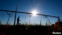 FILE - Farmer Ian Shippen walks past a mobile irrigation boom on a dying oat crop on his farm in the heart of Australia's Murray-Darling river basin outside Moulamein, about 600km (373miles) west of Canberra, Aug. 24, 2007.
