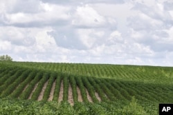 This Monday, July 30, 2018 file photo shows rows of soybean plants in a field near Bennington, Nebraska, United States. (AP Photo/Nati Harnik)