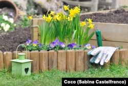 Daffodils in flower bed