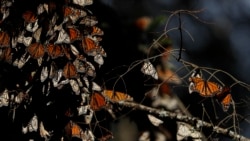 Monarch Butterflies preparing for winter near in Mexico. (AP Photo/Rebecca Blackwell)