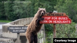 Highly Commended: 'Drive Safe!' - Jonathan Irish - Alaska, USA. (Comedy Wildlife Photography Awards)