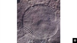 Dickinsonia - Discovery by UC Riverside researchers which is extremely well preserved.