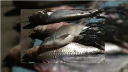 ត្រី​ដែលចាប់បានពីទន្លេមេគង្គ ត្រូវបាន​ដាក់​លក់​នៅផ្សារ​ផែលើ​ ក្រុង​ក្រចេះ ខេត្តក្រចេះ ថ្ងៃទី​១៦ ខែកក្កដា​ ឆ្នាំ​២០២០។ (ហ៊ុល​ រស្មី/វីអូអេ)