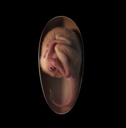 Ilustracija embriona dinosaurusa nazvanog "Beba Jinglijang" otkrivenog u južnoj Kini (Foto: AFP/University of Birmingham/Lida Xing)