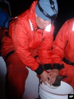 NOAA biologists, including Tiffanie Cross, coax a common murre into regurgitating its dinner of forage fish.