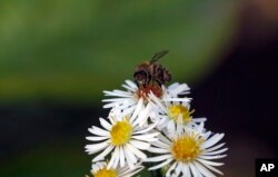 A bee searches for pollen on a flower during a sunny autumn day in Belgrade, Serbia, Oct. 12, 2017.