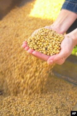 Record high energy prices, growing demand for bio-fuels, low grain reserves and bad weather helped push up prices beginning in 2007.