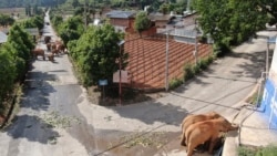 In this photo taken June 4, 2021 and released by the Yunnan Forest Fire Brigade, a migrating herd of elephants roam through a neighborhood near the Shuanghe Township, Jinning District of Kunming city in southwestern China's Yunnan Province.