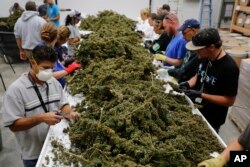 FILE - Farmworkers remove stems and leaves from newly-harvested marijuana plants at Los Suenos Farms, America's largest legal open-air marijuana farm, in Avondale, Colorado, Oct. 4, 2016.