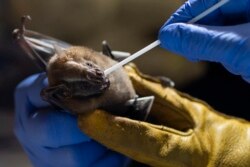 FILE - A researcher for Brazil's state-run Fiocruz Institute takes an oral swab sample from a bat captured in the Atlantic Forest, at Pedra Branca state park, near Rio de Janeiro, Tuesday, Nov. 17, 2020.