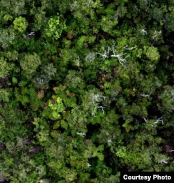 The view of the Amazon forest looking down from the tree top. (Greg Asner)