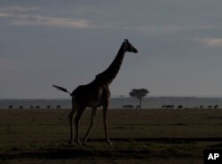 FILE - A giraffe walks near a distant line of wildebeest in Kenya's Maasai Mara Game Reserve, Dec. 4, 2013.
