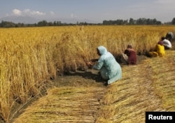 FILE - Kashmiri farmers harvest paddy crops on the outskirts of Srinagar, Sept. 14, 2015.