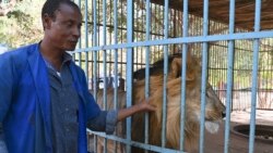 Un ouvrier se tient à côté d'un lion dans une cage au Musée National du Niger (MNN) ou au Musée Boubou Hama, qui est également un zoo, à Niamey, Niger, le 29 décembre 2020.