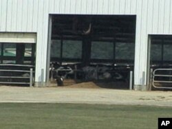 The several hundred animals housed in each medium-sized factory farm produce as much waste as a small city of tens of thousands of people.