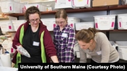Students at the University of Southern Maine