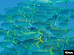 The Papahānaumokuākea National Monument. Claire Fackler, NOAA National Marine Sanctuaries