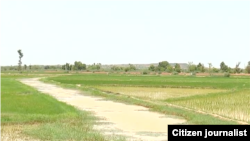 Gonakin shinkafa da ruwa ya soma mamayewa a yankin Yamai