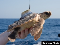 Loggerhead turtles were tagged and released from Florida’s Atlantic coast, then followed for up to 220 days. (Jim Abernethy, NMFS)