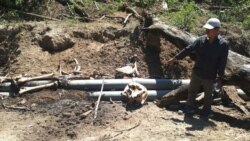 Tengkorak gajah Sumatra yang ditemukan di Desa Tuwi Pria, Kecamatan Pasie Raya, Kabupaten Aceh Jaya, Provinsi Aceh. Kamis 2 Januari 2019. (Courtesy: BKSDA Aceh)