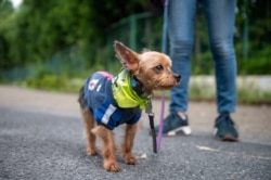 Seekor Yorkshire Terrier betina berusia sembilan tahun menunggu untuk mengambil bagian dalam "Patroli Wan-Wan" ke sebuah sekolah dasar di Tokyo, Jepang, 14 Juli 2021. (AFP)