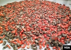 2012年华盛顿史密森博物院赫什霍恩博物馆艾未未艺术展作品之一：河蟹 (美国之音王南拍摄)