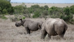 A black rhino calf, left, and its mother are seen at the Ol Pejeta Conservancy in Laikipia National Park near Nanyuki, Kenya, May 22, 2019.