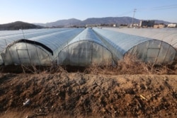 FILE This photo shows rows of greenhouses at a farm in Pocheon, South Korea on Feb. 8, 2021. Amid a sea of greenhouses near South Korea’s ultra-modern capital, hundreds of migrant workers from across Asia toil in silence, isolated and unprotected by labor laws. (AP Photo/Ahn Young-joon)