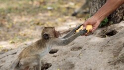 A macaque monkey reaches for a mango offered by a man by the side of the road in Hua Hin, Thailand, as low tourist numbers due to the ongoing COVID-19 situation have resulted in a decrease in the number of people feeding them.