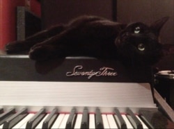 Nerina, Bryant's pet cat sits on top a keyboard as if waiting for her song to begin. (Photo Courtesy of Alice Bryant)
