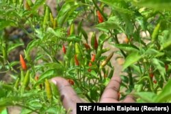Chili plants in Kangorio village, Kenya, July 5, 2017.