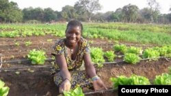 Electricity has made it possible for villagers in Benin to produce tons of food. (SELF)