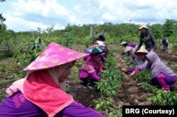 Petani gambut lokal di desa Tri Mendayan, Sambas, Kalimantan Barat bercocok tanam di kebun-kebun percontohan (demplot). (Foto: Courtesy/Badan Restorasi Gambut)