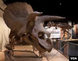 Triceratops dan Tyrannosaurus Rex menguasai pameran baru Museum Sejarah Alam Nasional di Washington, D.C. (Donald H. Hurlbert/Smithsonian Institution)
