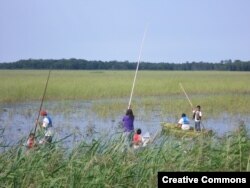 A Native American Leech Lake Band of Ojibwe youth tends to a rice crop on the Leech Lake Reservation in Minnesota on Aug. 27, 2012.