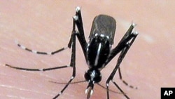 The Asian tiger mosquito may spread disease to new areas as a result of global warming. The mosquito breeds faster in warmer temperatures. (AP PHOTO/Jim Newman)