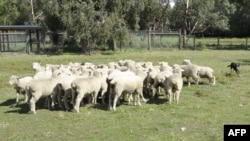Peternakan domba di Monomeith, 76 kilometer dari Melbourne, Australia. (Foto: Dok)