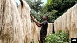 Employee Anathole Kisakye dries banana fiber threads at Tupande Holdings Ltd workshop, in Kiwenda village, Busukuma, Wakiso District, Uganda, Sept. 20, 2023. The decapitated banana plant is almost useless, but a Ugandan business is using the fiber to make handicrafts.