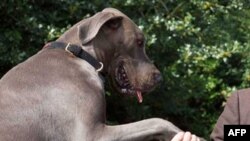 შინაური ცხოველების ბედი ამერიკაში