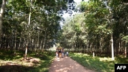 Une plantation d'hévéas à Grand-Lahou, en Côte d'Ivoire, le 31 juillet 2018.