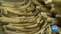 Zimbabwe Pushing To Sell Its $600 Million Ivory Stock